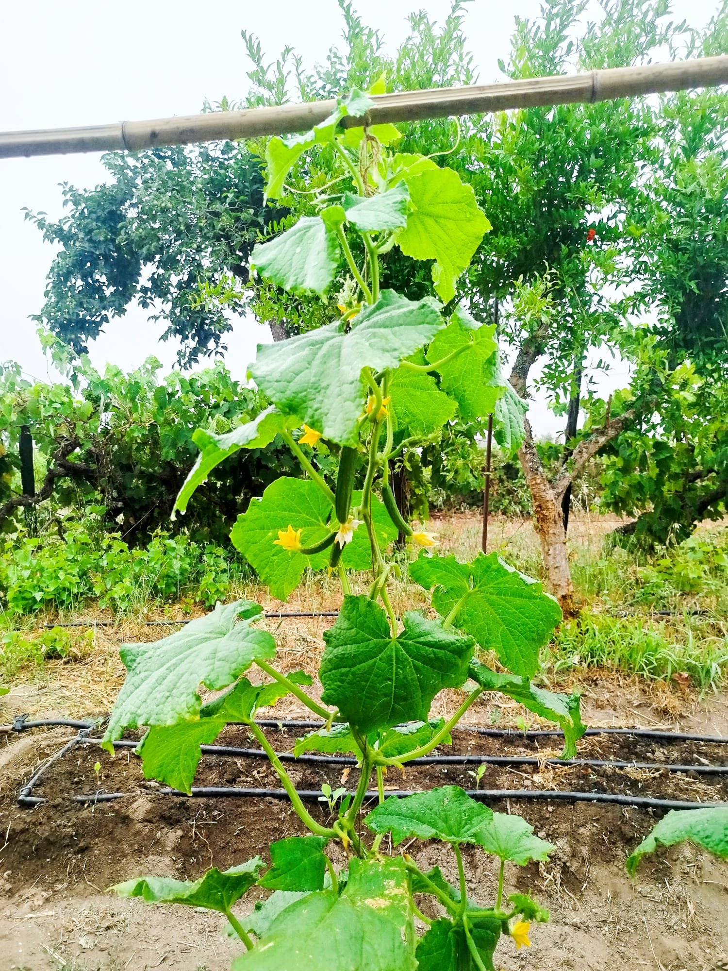 Niv kaye  irrigation